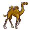 camel2.gif (6198 bytes)